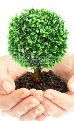 Human hands and tree