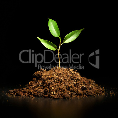 Young sprout on a black background