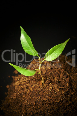 Young sprout on a black background