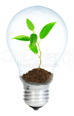 Young sprout in light bulb