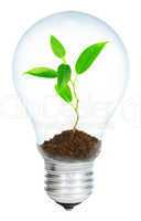Young sprout in light bulb