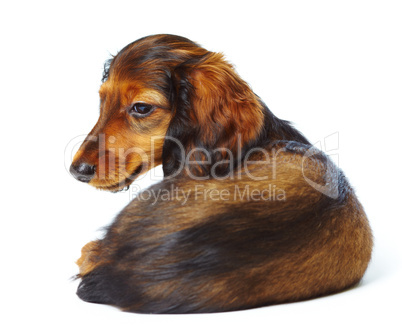 puppy dachshund