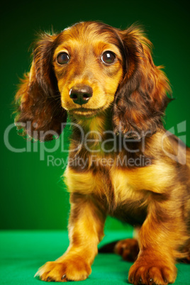 puppy dachshund