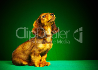 puppy dachshund