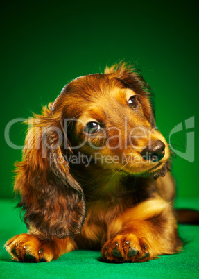 puppy dachshund