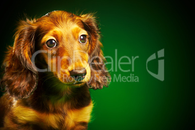 puppy dachshund