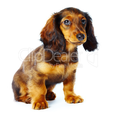 puppy dachshund