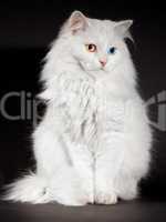 varicoloured eyes white cat