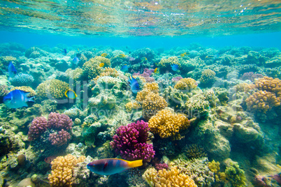 Tropical Coral Reef. Red sea