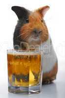 guinea-pig and beer