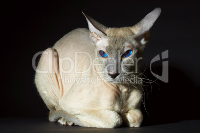 Cat of breed "sphynx", on a black background