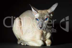 Cat of breed "sphynx", on a black background