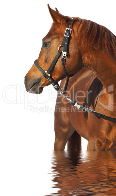 Portrait of a horse of brown color.