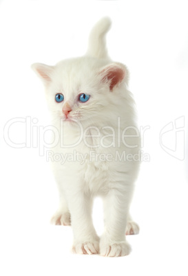 White kitten with blue eyes.