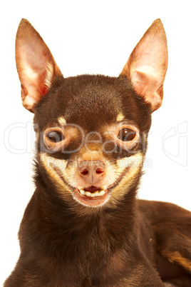 Russian toy-terrier.Ridiculous dog