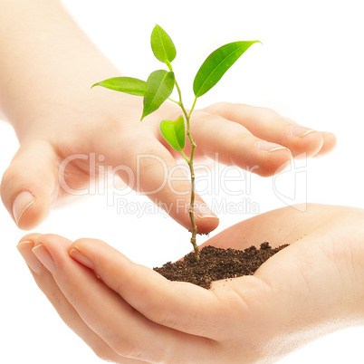 Human hands and young plant