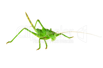 Green grasshopper ...