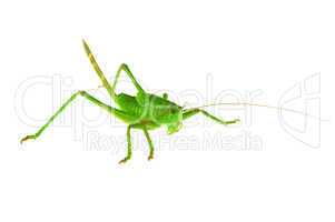 Green grasshopper ...