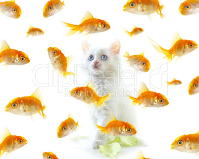 kitten and fish