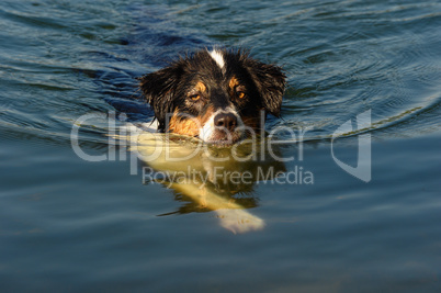 Australian Shepherd