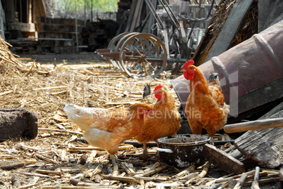 Hens in rustic farm yard