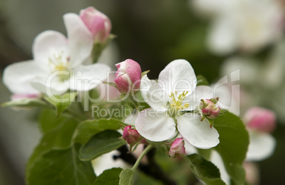 Apple blossom close-up.
