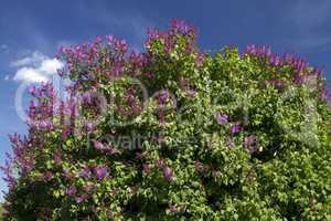 bush blooming lilacs
