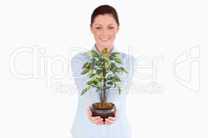 Good looking red-haired woman holding a houseplant while standin