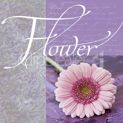 Collage mit Gerbera Collage mit Gerbera
