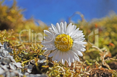 gänseblümchen