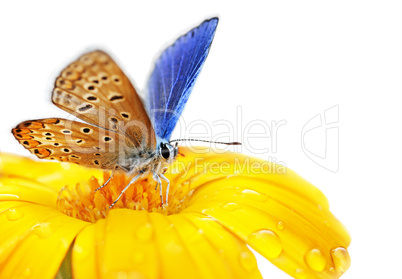 butterfly on flower