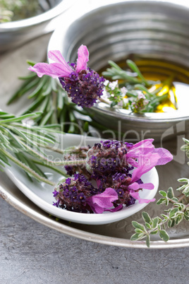 Kräuter Stillleben - Herbs Still Life