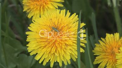 Dandelion.