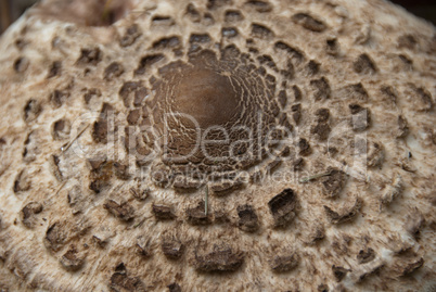 Mushrooms in a Dolomites Wood, Italy