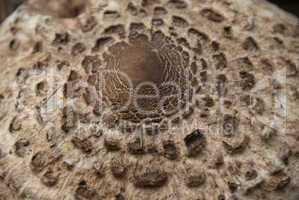 Mushrooms in a Dolomites Wood, Italy