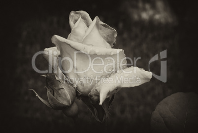 Wet Purple Rose