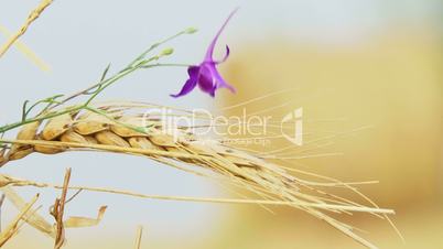 Flower on a background of hay