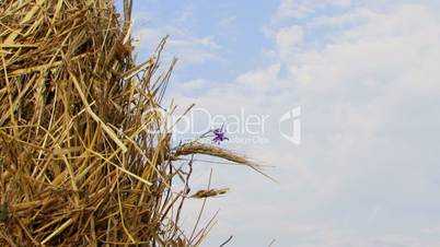 Flower in a haystack