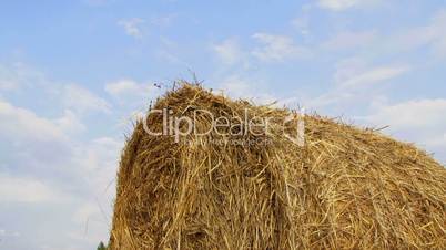 Large haystack