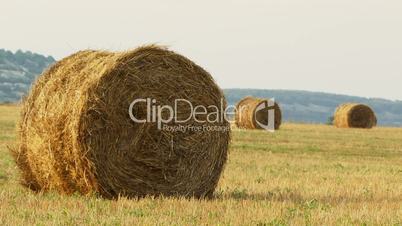 Field with the hay