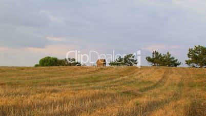 Lone haystack
