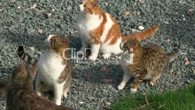 Group of cute cats
