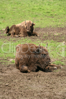 Wisent