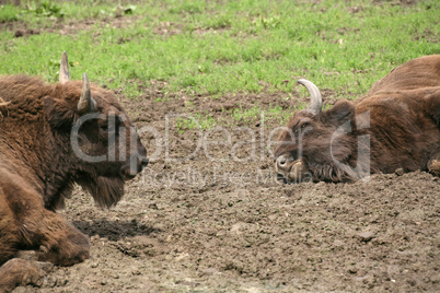 Wisent