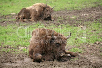 Wisent