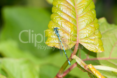 Libelle sitzt auf Blatt