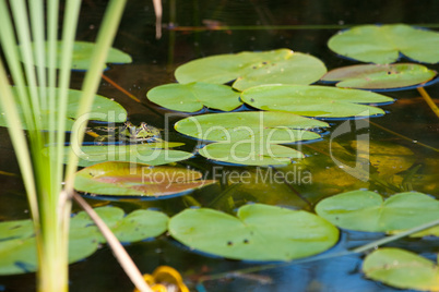 Frosch im Wasser