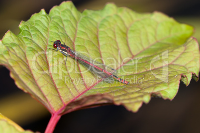 rote Libelle auf Blatt