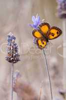 Schmetterling auf Blume