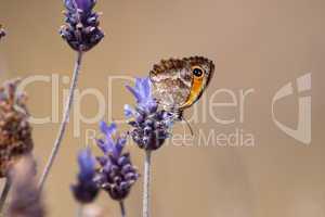 Schmetterling auf Blume